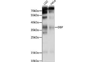 Western blot analysis of extracts of various cell lines, using DBP antibody (ABIN7266668) at 1:1000 dilution. (DBP 抗体  (AA 1-325))