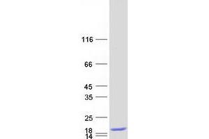 Validation with Western Blot (Galectin 2 Protein (Myc-DYKDDDDK Tag))