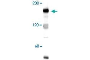 Western blot of 10 ug of rat hippocampal lysate showing specific immunolabeling of the ~180k Grin2b subunit of the NMDA receptor. (GRIN2B 抗体  (N-Term))