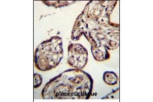 CALU Antibody (C-term) (ABIN656242 and ABIN2845558) immunohistochemistry analysis in formalin fixed and paraffin embedded human placenta tissue followed by peroxidase conjugation of the secondary antibody and DAB staining. (CALU 抗体  (C-Term))