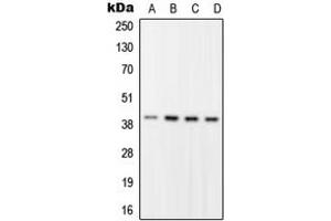 Western blot analysis of RFC2 expression in HEK293T (A), HeLa (B), Raw264. (RFC2 抗体  (Center))