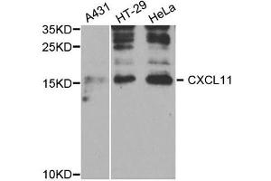 Western Blotting (WB) image for anti-Chemokine (C-X-C Motif) Ligand 11 (CXCL11) antibody (ABIN1882328) (CXCL11 抗体)