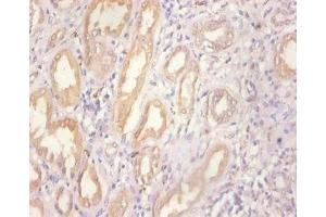 Immunohistochemistry of paraffin-embedded human kidney tissue using ABIN7159509 at dilution of 1:100