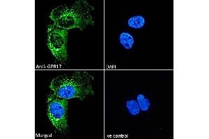 ABIN571066 Immunofluorescence analysis of paraformaldehyde fixed U251 cells, permeabilized with 0. (GPR17 抗体  (C-Term))
