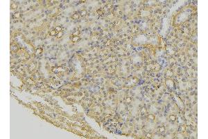 ABIN6279614 at 1/100 staining Mouse kidney tissue by IHC-P. (NPS 抗体  (Internal Region))