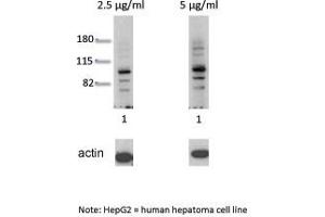 Western Blotting (WB) image for anti-Aryl Hydrocarbon Receptor (AHR) (N-Term) antibody (ABIN2777386)