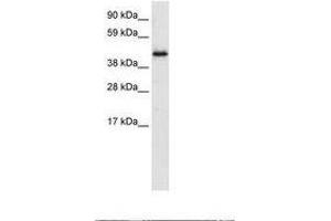 Image no. 1 for anti-Pleiotropic Regulator 1 (PLRG1) (AA 52-101) antibody (ABIN6735918) (PLRG1 抗体  (AA 52-101))