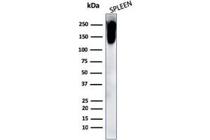 Western Blot Analysis of human spleen cell lysate using CD45RB Rabbit Recombinant Monoclonal Antibody (PTPRC/2877R). (Recombinant CD45 抗体)