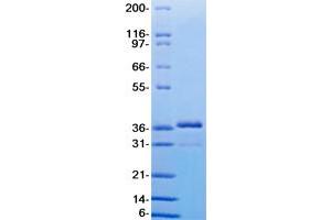 Validation with Western Blot (RSPO1 蛋白)