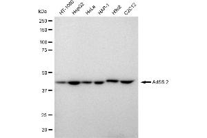 Western blotting analysis using AdSS 2 antibody (ABIN7797540). (Recombinant AdSS 2 抗体)