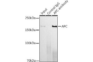 Immunoprecipitation analysis of 600 μg extracts of Mouse lung using 3 μg APC antibody (ABIN7265452). (APC 抗体)