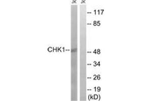 Western blot analysis of extracts from JurKat cells, using Chk1 (Ab-280) Antibody. (CHEK1 抗体  (AA 251-300))