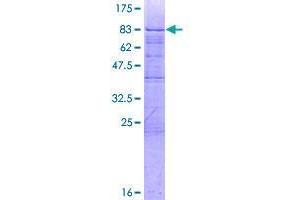 ZBTB9 Protein (AA 1-473) (GST tag)