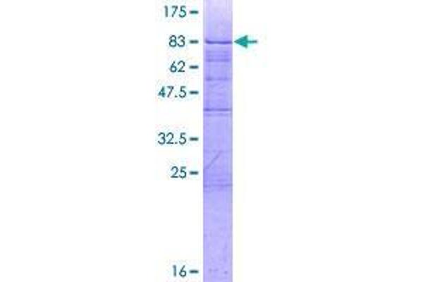 ZBTB9 Protein (AA 1-473) (GST tag)