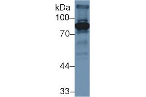 Western Blot; Sample: Mouse Liver lysate; Primary Ab: 3µg/ml Rabbit Anti-Mouse F2 Antibody Second Ab: 0. (Prothrombin 抗体  (AA 201-324))