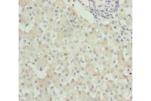 Immunohistochemistry of paraffin-embedded human liver tissue using ABIN7175709 at dilution of 1:100 (WDR45 抗体  (AA 1-360))