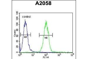 Annexin A1 Antibody (Center) (ABIN390509 and ABIN2840863) flow cytometric analysis of  cells (right histogram) compared to a negative control cell (left histogram). (Annexin a1 抗体  (AA 129-158))