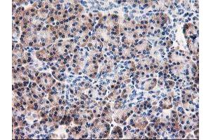 Immunohistochemical staining of paraffin-embedded Human pancreas tissue using anti-AIPL1 mouse monoclonal antibody. (AIPL1 抗体)