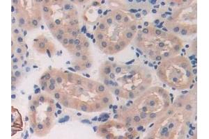 Detection of BRCA2 in Mouse Kidney Tissue using Polyclonal Antibody to Breast Cancer Susceptibility Protein 2 (BRCA2) (BRCA2 抗体  (AA 2990-3232))