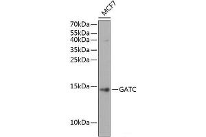 Western blot analysis of extracts of MCF7 cells using GATC Polyclonal Antibody at dilution of 1:1000. (GATC 抗体)