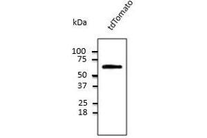 Anti-tdTomato Ab at 1/1,000 dilution, 293HEK cells transfected with cDNA, lysates at 50 µg per Iane, rabbit polyclonal to goat IgG (HRP) at 1/10,000 dilution, (tdTomato 抗体)