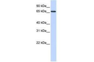 Image no. 1 for anti-DDB1 and CUL4 Associated Factor 13 (DCAF13) (AA 144-193) antibody (ABIN6741297)