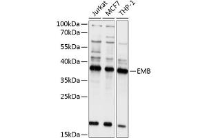Western blot analysis of extracts of various cell lines, using EMB antibody (ABIN6132165, ABIN6140144, ABIN6140145 and ABIN6214670) at 1:1000 dilution. (Embigin 抗体  (AA 33-260))