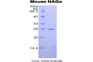 SDS-PAGE of Protein Standard from the Kit (Highly purified E. (NAGA ELISA 试剂盒)