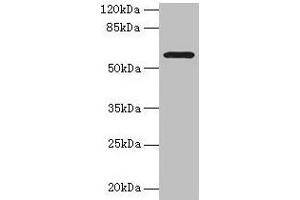 Western blot All lanes: MAOA antibody at 1 μg/mL + HepG2 whole cell lysate Secondary Goat polyclonal to rabbit IgG at 1/10000 dilution Predicted band size: 60, 45 kDa Observed band size: 60 kDa (Monoamine Oxidase A 抗体  (AA 1-300))