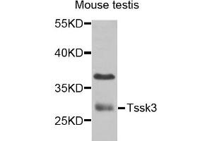Western blot analysis of extracts of mouse testis cells, using TSSK3 antibody. (TSSK3 抗体)