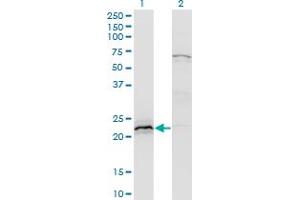 Western Blot analysis of HN1 expression in transfected 293T cell line by HN1 monoclonal antibody (M02), clone 3G6. (HN1 抗体  (AA 1-154))