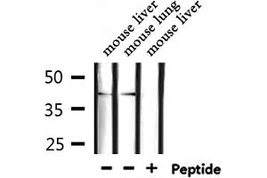 Western blot analysis of extracts from mouse liver ,mouse lung, using TSSK1 Antibody. (TSSK1B 抗体  (Internal Region))