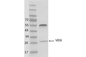 Image no. 1 for anti-Tumor Necrosis Factor (Ligand) Superfamily, Member 15 (TNFSF15) antibody (ABIN5067734) (TNFSF15 抗体)