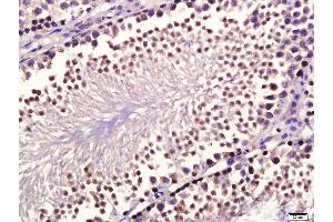 Paraformaldehyde-fixed, paraffin embedded mouse testis, Antigen retrieval by boiling in sodium citrate buffer (pH6. (GDF10 抗体  (AA 371-478))