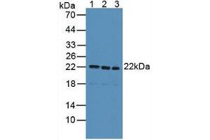 Figure. (SDC4 抗体  (AA 18-145))