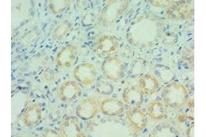Immunohistochemistry of paraffin-embedded human kidney tissue using ABIN7145149 at dilution of 1:100 (BCL7C 抗体  (AA 58-217))