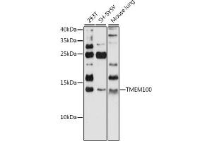 Western blot analysis of extracts of various cell lines, using TMEM100 antibody (ABIN7270950) at 1:1000 dilution. (TMEM100 抗体  (C-Term))