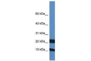 Western Blot showing Fxn antibody used at a concentration of 1. (Frataxin 抗体  (Middle Region))
