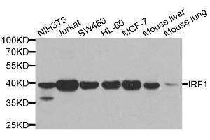 Western blot analysis of extracts of various cell lines, using IRF1 antibody. (IRF1 抗体)