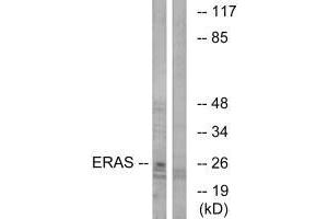 Western blot analysis of extracts from Jurkat cells, using ERAS antibody. (ERAS 抗体  (C-Term))