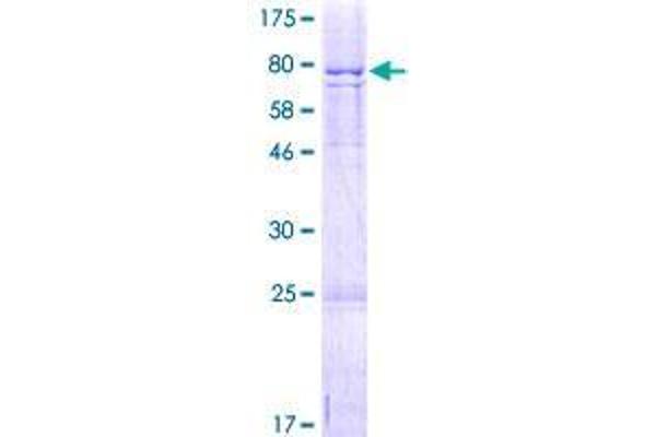 FAM126A Protein (AA 1-521) (GST tag)