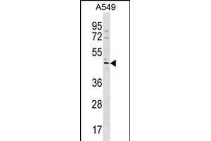 TBC1D20 Antibody (C-term) (ABIN1537157 and ABIN2850109) western blot analysis in A549 cell line lysates (35 μg/lane). (TBC1D20 抗体  (C-Term))
