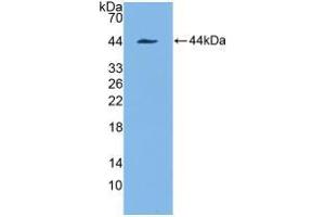 Western blot analysis of recombinant Human KRT7. (Cytokeratin 7 抗体  (AA 91-394))