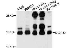 Western blot analysis of extracts of various cell lines, using MCFD2 antibody (ABIN4904324) at 1:1000 dilution. (MCFD2 抗体)