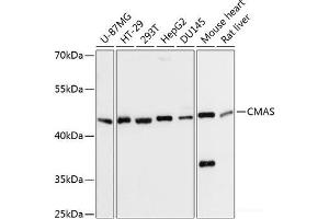 Western blot analysis of extracts of various cell lines using CMAS Polyclonal Antibody at dilution of 1:3000. (CMAS 抗体)