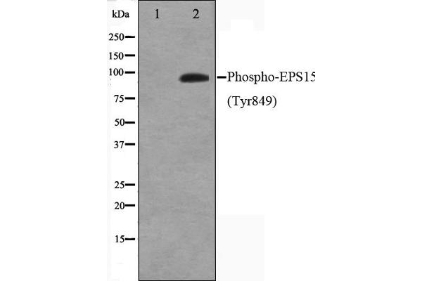 EPS15 antibody  (pTyr849)
