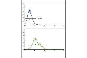 Flow Cytometry (FACS) image for anti-Ras-Related C3 Botulinum Toxin Substrate 2 (Rho Family, Small GTP Binding Protein Rac2) (RAC2) (AA 164-188), (C-Term) antibody (ABIN652785)