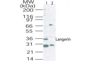 Langerin Western Blot. (CD207 抗体)