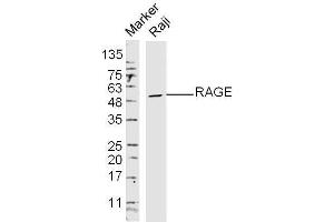 Raji Cells lysates probed with RAGE Polyclonal Antibody, unconjugated  at 1:300 overnight at 4°C followed by a conjugated secondary antibody at 1:10000 for 60 minutes at 37°C. (RAGE 抗体  (AA 151-250))