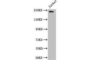 Western Blot Positive WB detected in: Jurkat whole cell lysate All lanes: DOCK7 antibody at 3 μg/mL Secondary Goat polyclonal to rabbit IgG at 1/50000 dilution Predicted band size: 243, 242, 239, 240, 73 kDa Observed band size: 243 kDa (DOCK7 抗体  (AA 1440-1671))